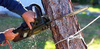 How Our Tree Care Process Works  in  Lindstrom, MN