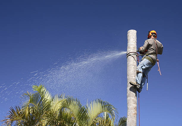 Best Residential Tree Removal  in Lindstrom, MN