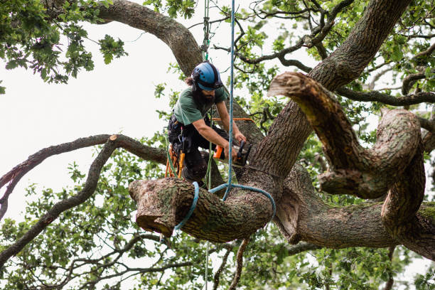 Trusted Lindstrom, MN Tree Removal Services Experts